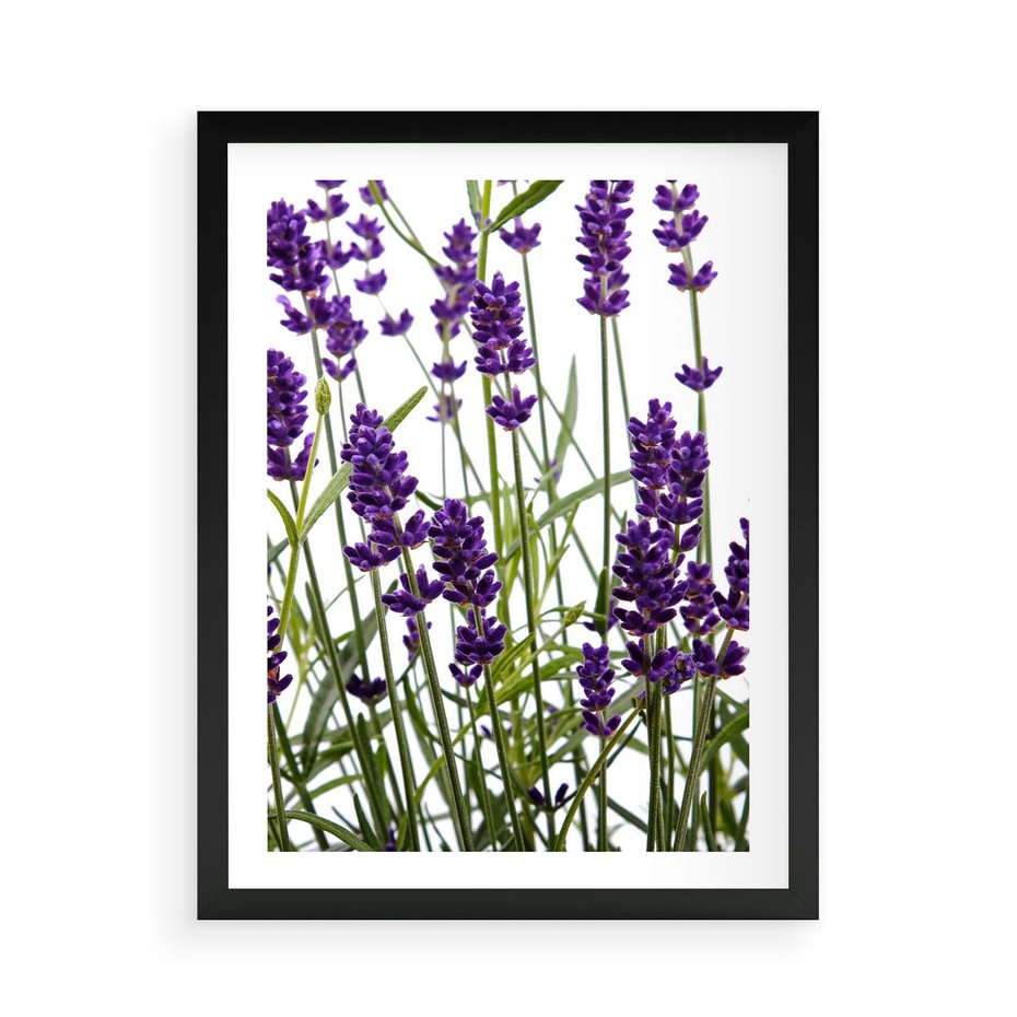Plakat w ramie 50x70 - Fioletowa harmonia lawendy - lawenda, fiolet - rama czarna