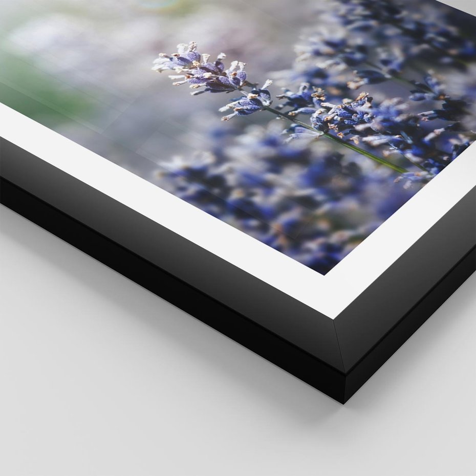 Plakat w ramie 50x70 - Delikatna Uroda Natury - wrzosy, fiolet - rama czarna