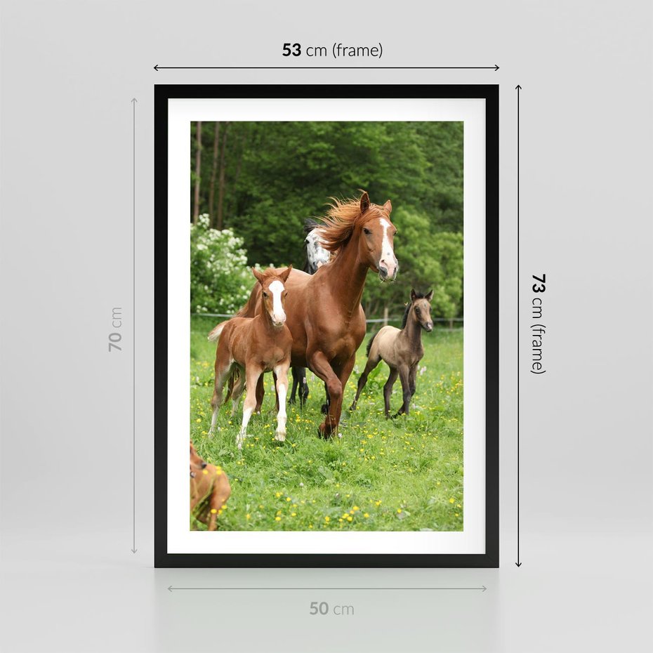Plakat w ramie 50x70 - Galopujące konie - konie, galop - rama czarna