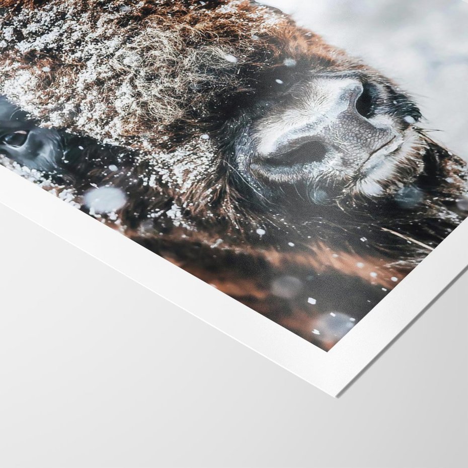 Plakat bez ramy 50x70 - Żubr w Krainie Śniegu - żubr, zima