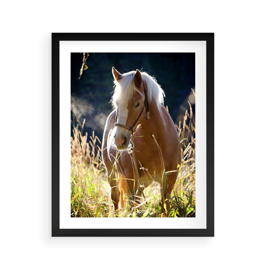 Plakat w ramie 40x50 - Spotkanie konia na łące - koń, łąka - rama czarna