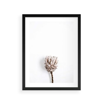 Plakat w ramie 40x50 - Suszona Roślina na Białym Tle - minimalizm, suszona roślina - rama czarna