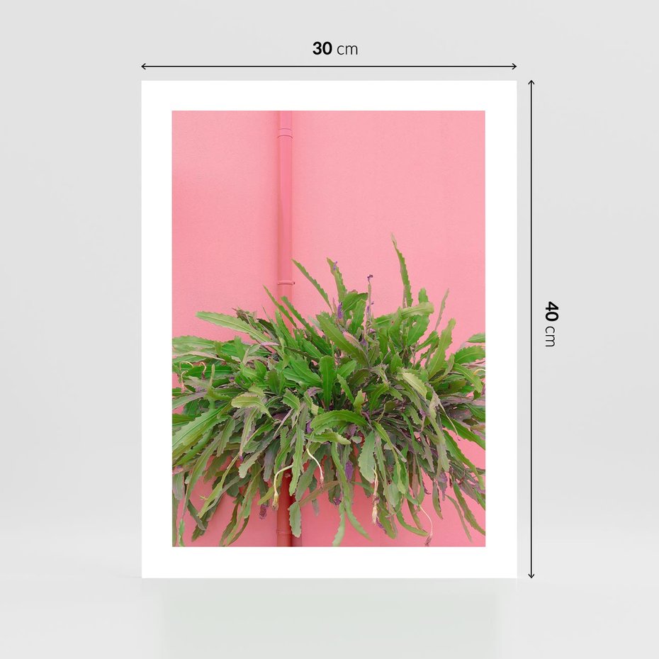 Plakat bez ramy 30x40 - Fotografia Rośliny z Różowym Tłem - fotografia, zielona roślina na tle różwj ściany