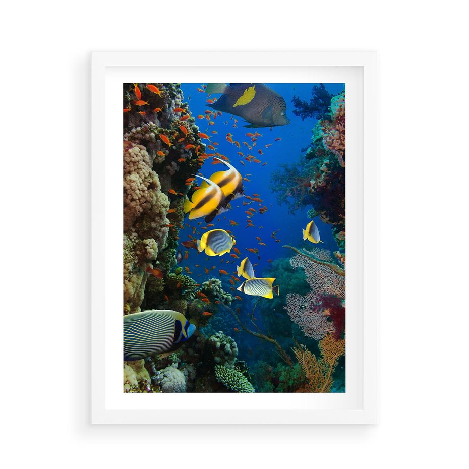 Plakat w ramie 50x70 - Podwodne królestwo rafy koralowej - rafa, koralowa - rama biała