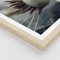 Plakat w ramie 30x40 - Makro Dmuchawiec - dmuchawiec, zbliżenie - rama drewno