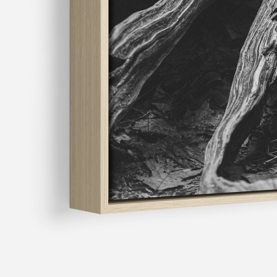 Obraz w ramie 50x70 - Siła Natury - czarno biała fotografia, korzenie wielkiego drzewa - rama drewno