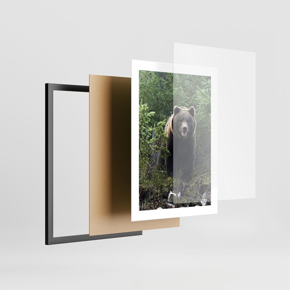 Plakat w ramie 30x40 - Spotkanie z Niedźwiedziem w Lesie - niedźwiedź, las - rama czarna