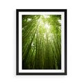 Plakat w ramie 50x70 - Siła Natury - drzewa, las - rama czarna