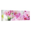 Obraz na płótnie 90x30 - Elegancja orchidei - orchidea, kwiaty
