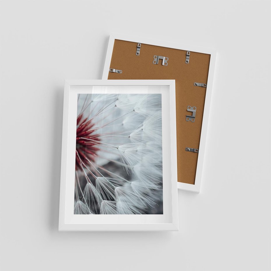 Plakat w ramie 30x40 - Makro świat dmuchawca - dmuchawiec, makro - rama biała