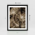 Plakat w ramie 40x50 - Natura Pod Lupą - pień drzewa, przekrój - rama czarna