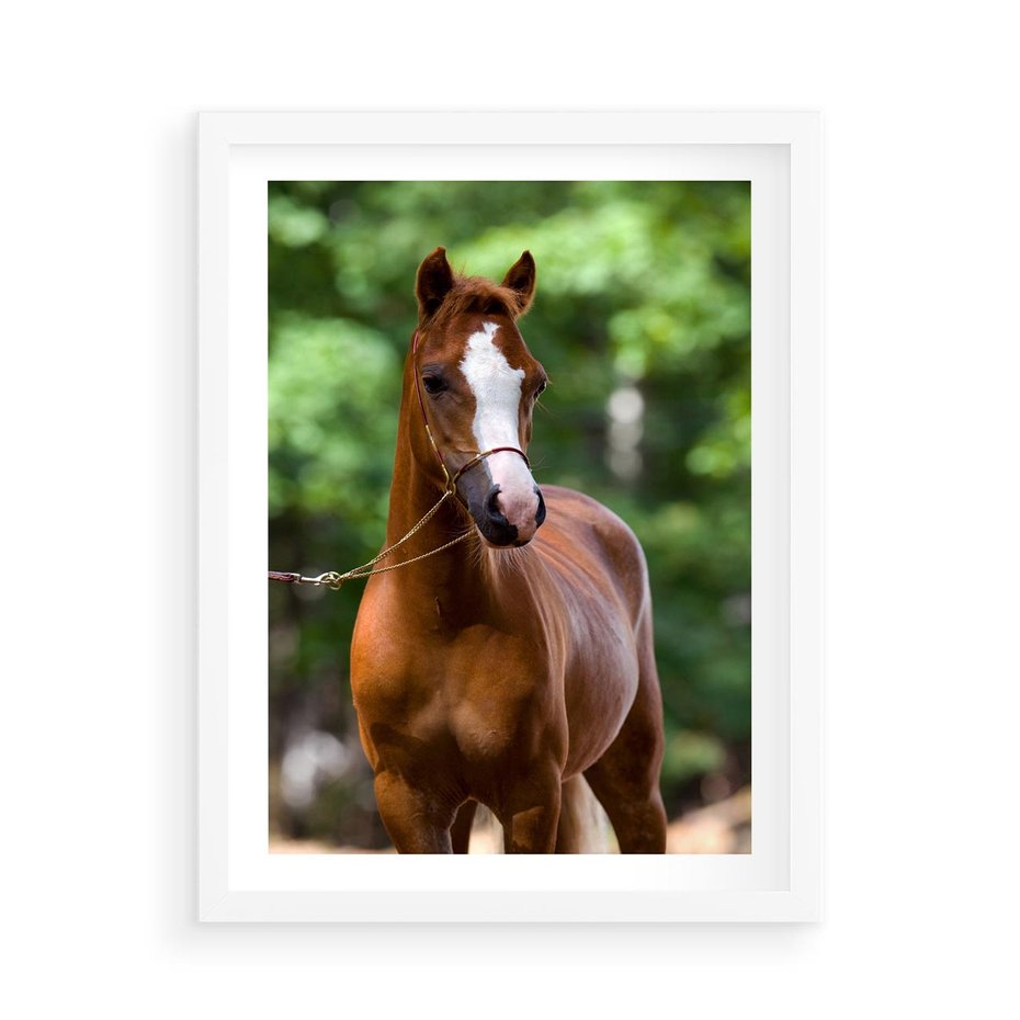 Plakat w ramie 50x70 - Portret Szlachetnego Konia - koń, portret - rama biała
