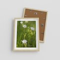 Plakat w ramie 30x40 - Kolorowa łąka - stokrotki, łąka - rama drewno
