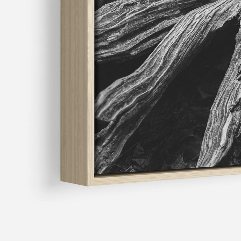 Obraz w ramie 80x80 - Siła Natury - czarno biała fotografia, korzenie wielkiego drzewa - rama drewno