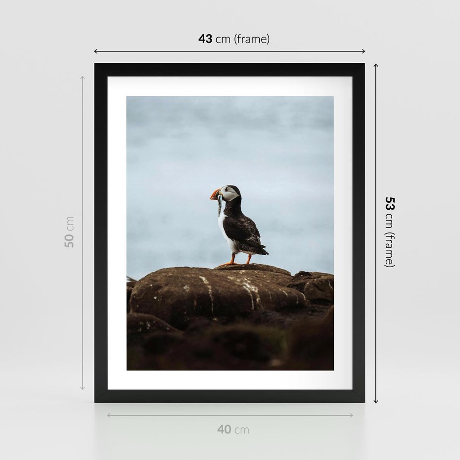 Plakat w ramie 40x50 - Portret Ptaka Morskiego - maskonur, ptak - rama czarna