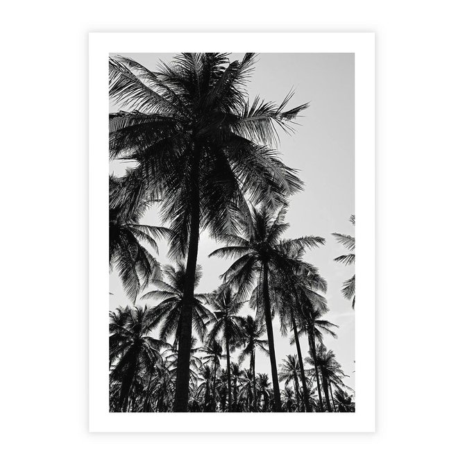 Plakat bez ramy 21x30 - Mono Tropiki - palmy, drzewa palmowe