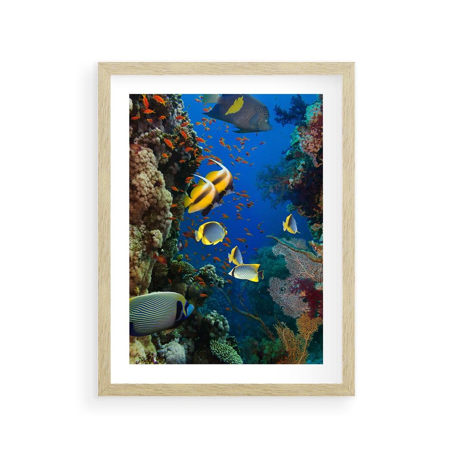 Plakat w ramie 30x40 - Podwodne królestwo rafy koralowej - rafa, koralowa - rama drewno