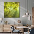 Obraz na płótnie 80x80 - drzewa w harmonii - las, drzewa