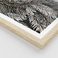 Plakat w ramie 50x70 - Cisza Zimowej Natury - zima, iglaste gałązki - rama drewno