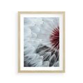 Plakat w ramie 30x40 - Makro Magii Natury - dmuchawiec, zbliżenie makro - rama drewno