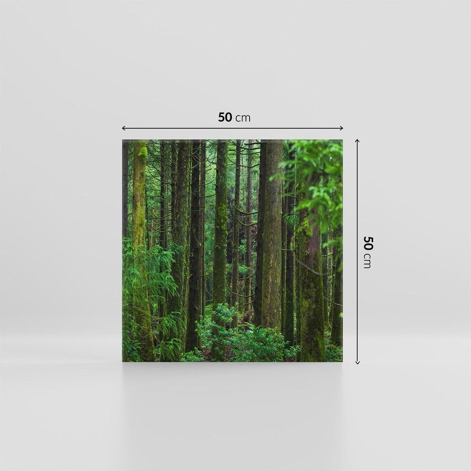 Obraz na płótnie 50x50 - Mistyka leśnej głuszy - las, drzewa