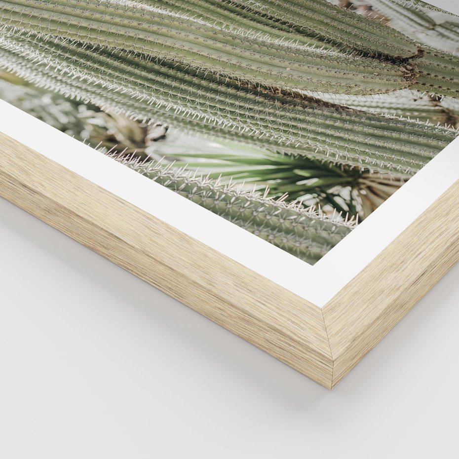 Plakat w ramie 40x50 - Duże Kaktusy w Pejzażu - kaktus, duże kaktusy na pustyni - rama drewno