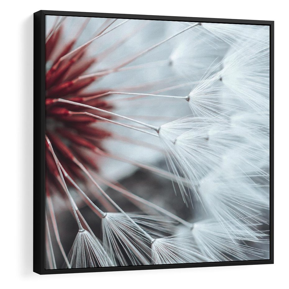 Obraz w ramie 50x50 - Makro świat dmuchawca - dmuchawiec, makro - rama czarna