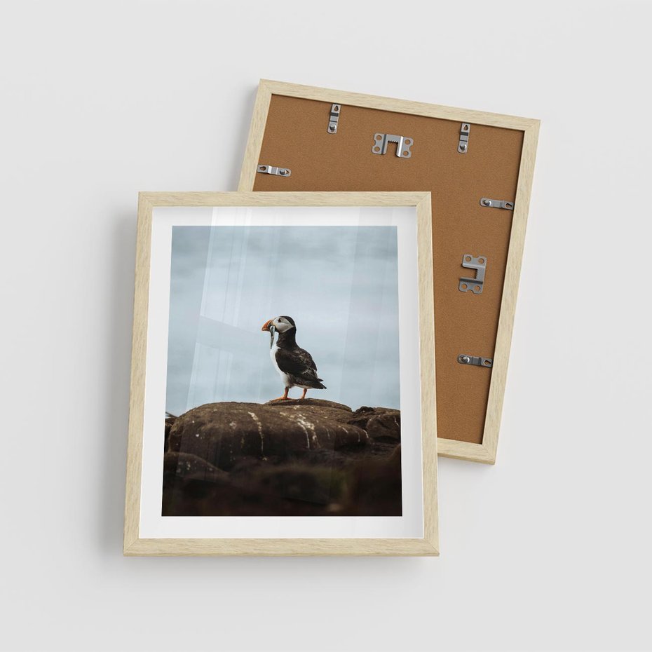 Plakat w ramie 40x50 - Portret Ptaka Morskiego - maskonur, ptak - rama drewno