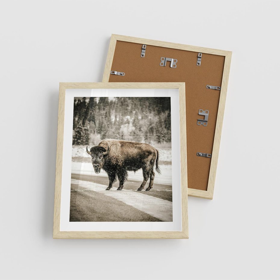 Plakat w ramie 40x50 - Spotkanie z Żubrem na Leśnej Drodze - żubr, las - rama drewno
