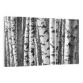 Obraz na płótnie 120x80 - Kontrast Monochromatyczny - brzozy, czarno