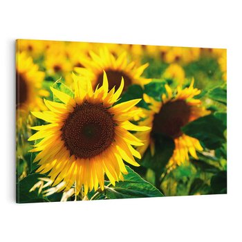 Obraz na płótnie 70x50 - Słonecznikowa Energia - słonecznik, kwiat