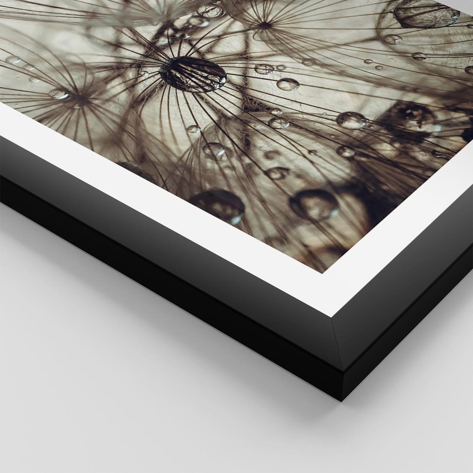 Plakat w ramie 50x70 - Lekkie dmuchawce - dmuchawce, krople - rama czarna