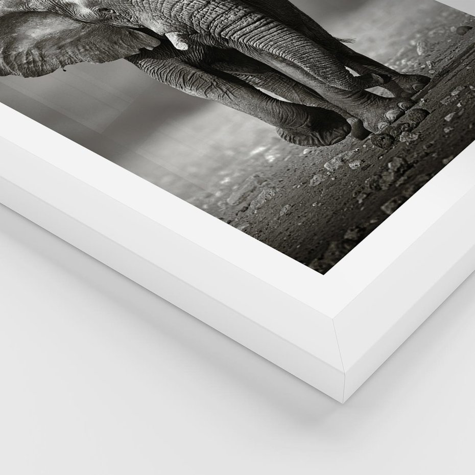 Plakat w ramie 30x40 - Majestatyczny słoń Afryki - słoń, Afryka - rama biała