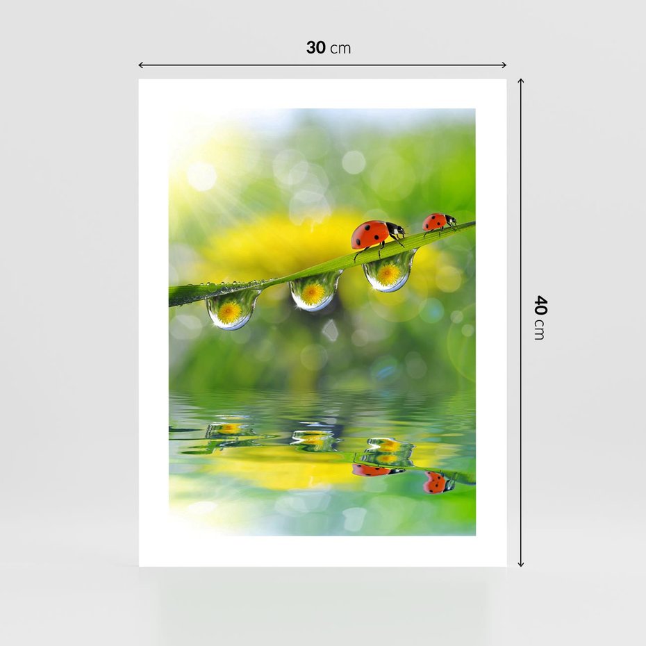 Plakat bez ramy 30x40 - Deszczowa Biedronka - biedronka, deszcz