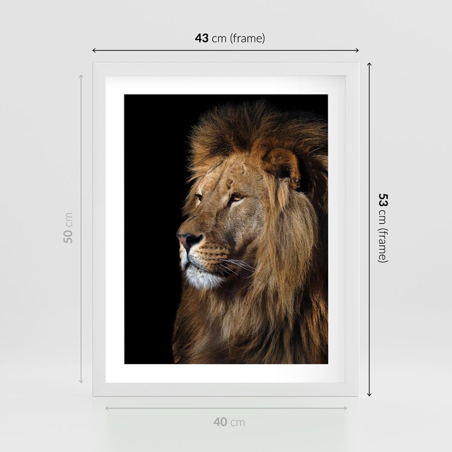 Plakat w ramie 40x50 - Władca Dzikiej Przyrody - lew, król - rama biała