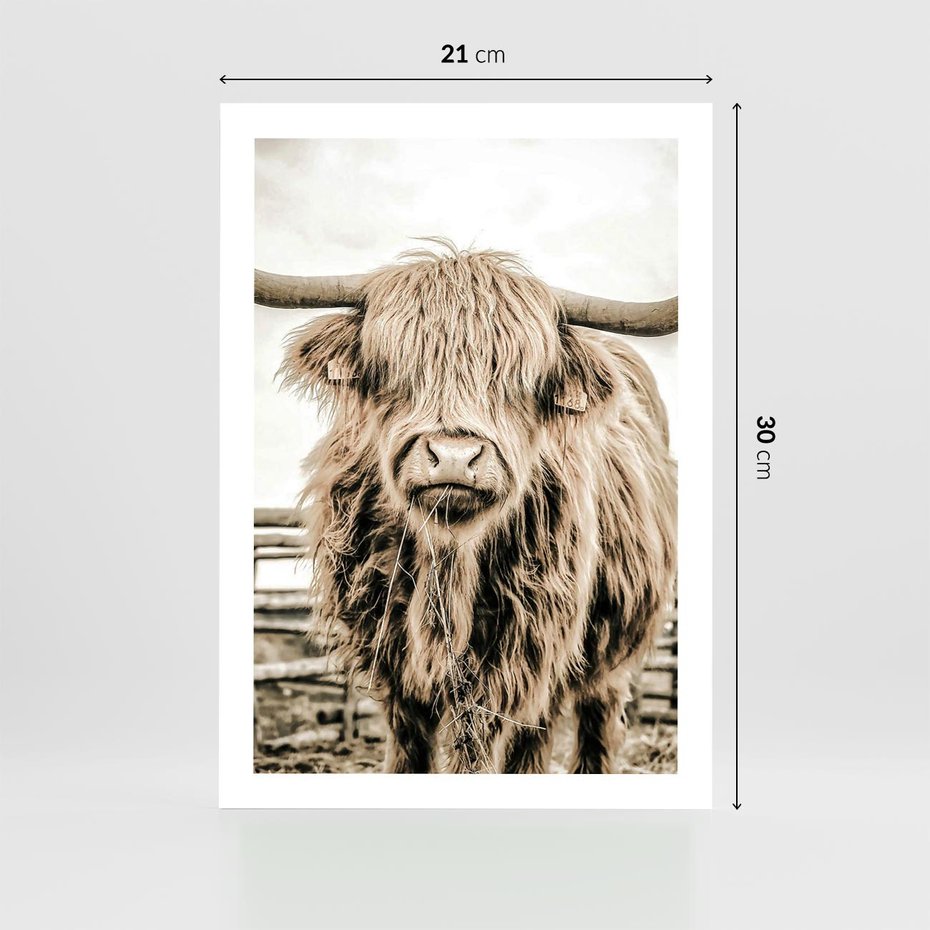 Plakat bez ramy 21x30 - Klimat Wiejskiego Życia - amerykańska krowa, byk