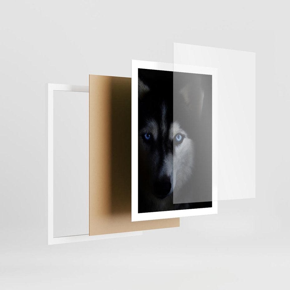 Plakat w ramie 50x70 - Wilk i husky: siła przyjaźni - wilk, husky - rama biała