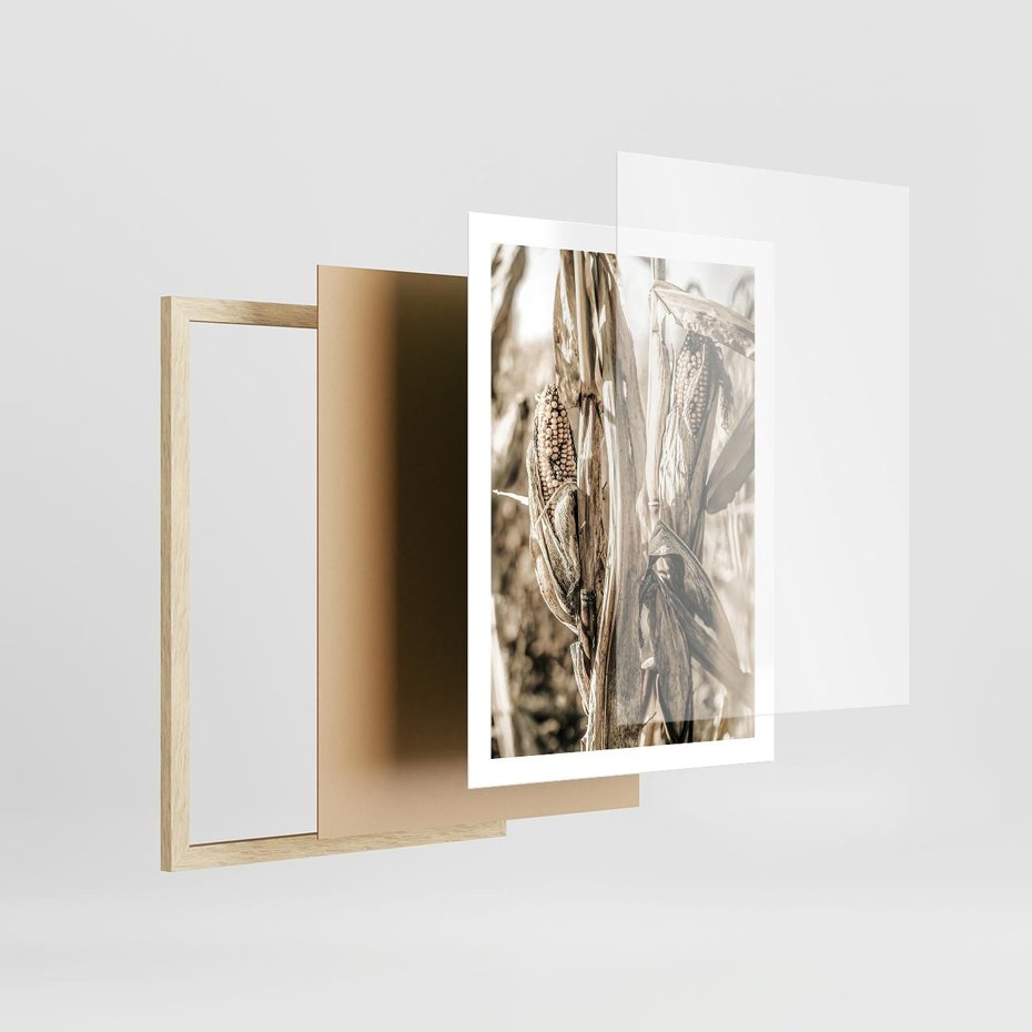 Plakat w ramie 50x70 - Retro Pole Kukurydzy - retro zdjęcie, sepia - rama drewno