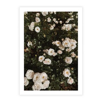 Plakat bez ramy 21x30 - Czyste Piękno - białe kwiaty, białe róże