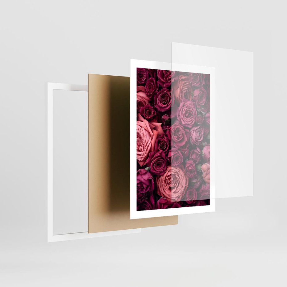 Plakat w ramie 50x70 - Róże - piękno kwiatów - róże, kwiaty - rama biała