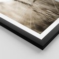 Plakat w ramie 40x50 - Kłosy Pszenicy w Sepii - zboże, kłos pszenicy - rama czarna