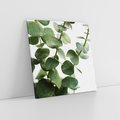 Obraz na płótnie 70x70 - Zielone eukaliptusy - eukaliptus, liście