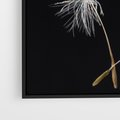 Obraz w ramie 50x50 - Delikatność Wiatru - dmuchawce, makro - rama czarna