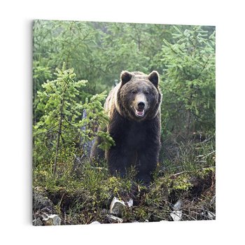 Obraz na płótnie 40x40 - Spotkanie z Niedźwiedziem w Lesie - niedźwiedź, las