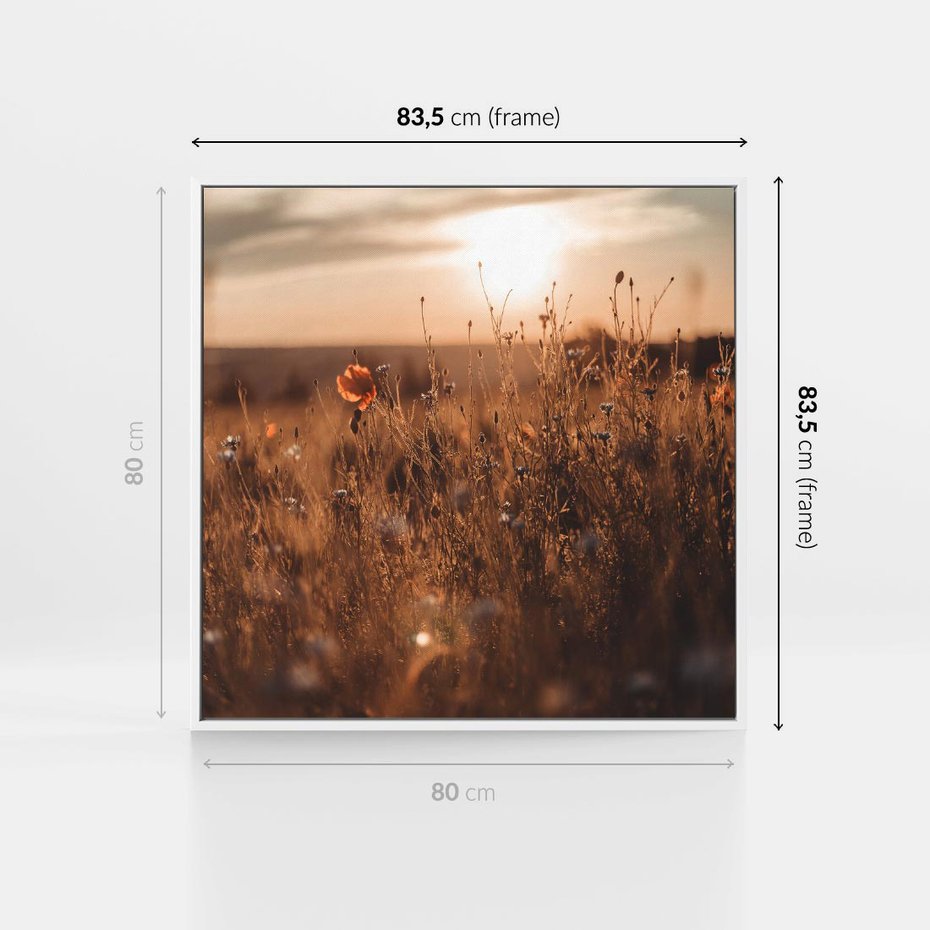 Obraz w ramie 80x80 - Zachwyt zachodem słońca na łące - zachód, słońca - rama biała