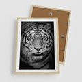 Plakat w ramie 50x70 - Tygrys Czarno-Biały: Siła i Delikatność - tygrys, czarno - rama drewno