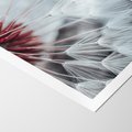 Plakat bez ramy 30x40 - Makro świat dmuchawca - dmuchawiec, makro