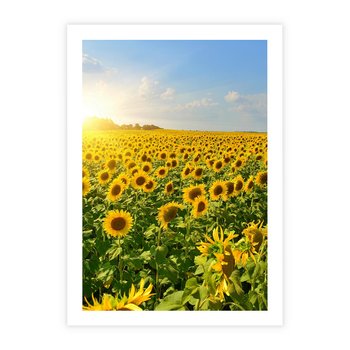 Plakat bez ramy 40x50 - Idylla na łące słoneczników - łąka, słoneczniki