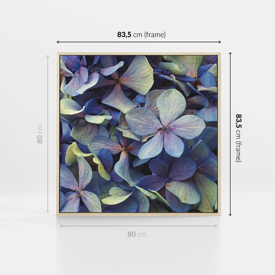 Obraz w ramie 80x80 - Hortensja - delikatność kwiatów - hortensja, kwiaty - rama drewno