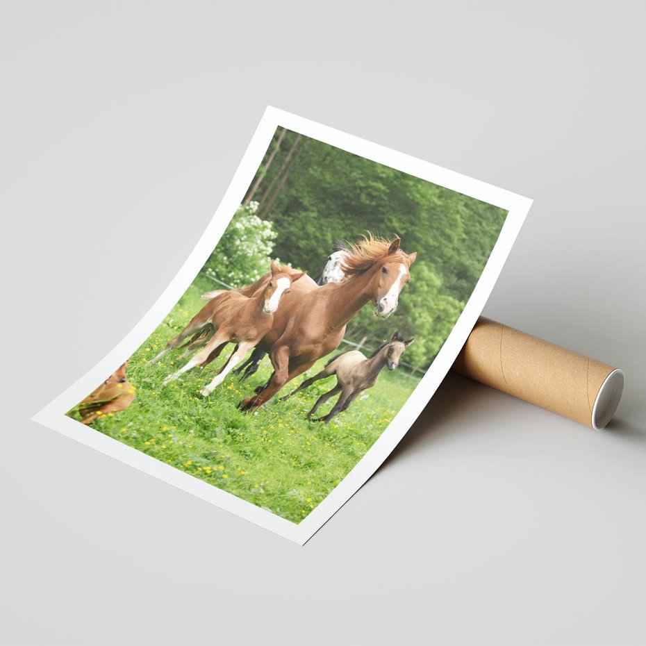 Plakat bez ramy 40x50 - Galopujące konie - konie, galop